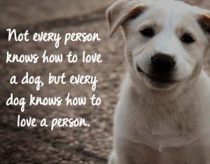 best-quotes-for-dogs-with-images-3