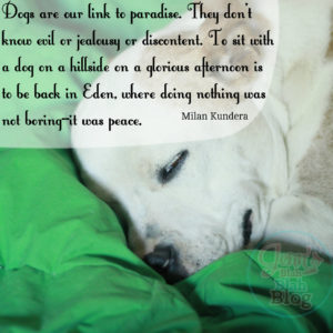dog-quote-about-love-20150126203502-54c6a4f6e8b17